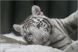 <p>TYGR INDICKÝ - BÍLÁ FORMA (Panthera tigris tigris) (Zoo Liberec)</p>